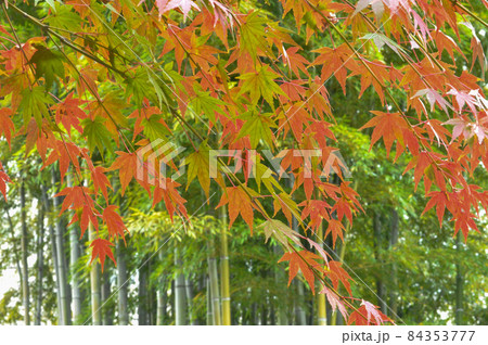 世田谷区の神社、お寺、公園の紅葉および竹です。秋から冬への移り変わり。 84353777