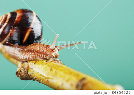 A garden grape snail crawls along a branch against a background of a tree and a green background A garden grape snail crawls along a branch against a background of a tree and a green background 84354529