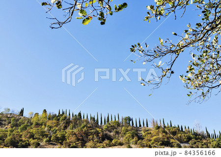 Landscape with cypress trees 84356166