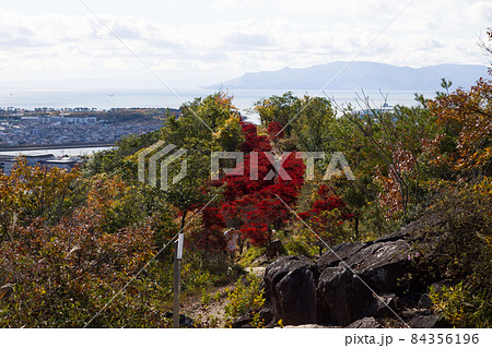 日本の兵庫県赤穂市の雄鷹台山のドウダンツツジの美しい紅葉 84356196