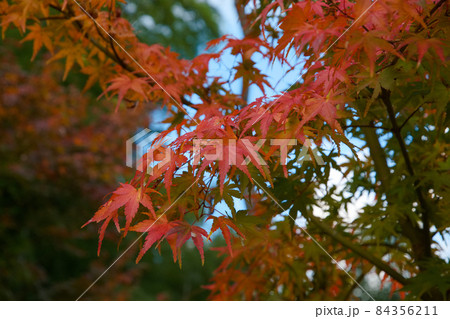 野津田公園の紅葉 野津田公園の紅葉 84356211