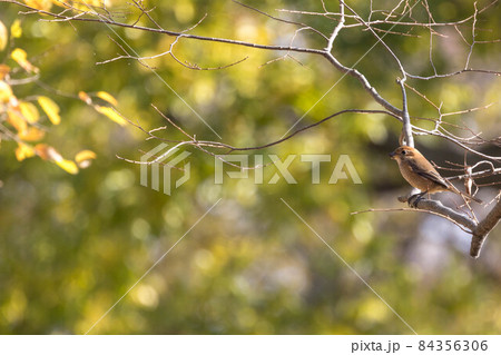 枝にとまる百舌鳥 84356306