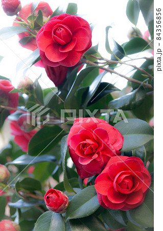フンワリとした濃緑葉の中に上部中央から右下絵流れるように真っ赤な開花した椿の花 84356856