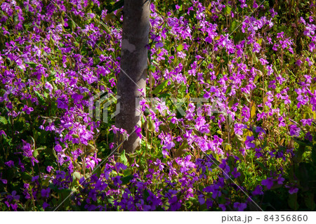 散歩道の植え込みの木陰の下で青紫色の小さな花を多数開花させるアブラ科の花だいこんのオオアラセイトウの写真素材