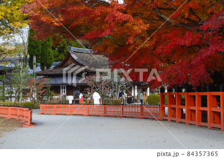 2021年錦秋の早朝に参拝した上賀茂神社参道の紅葉が美しい 84357365