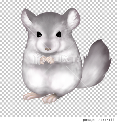チンチラのイラスト 84357411