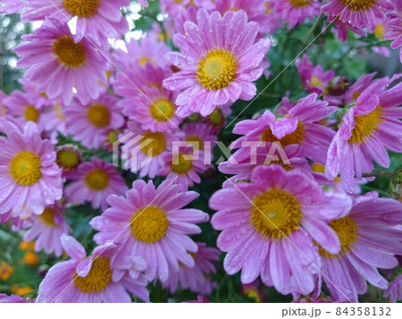 ピンク色の菊 ピンク色の菊 84358132