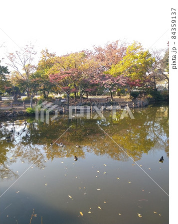 散歩道　定点撮影　菊名池　初冬　水面　鴨 84359137