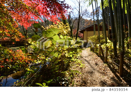 あきる野市　都立小峰公園紅葉 84359354