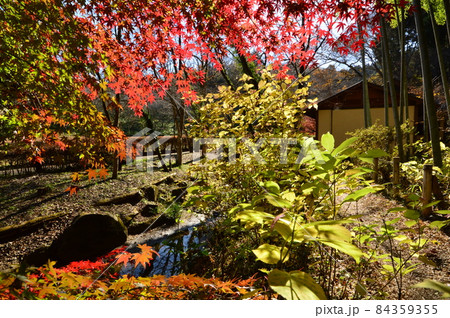 あきる野市　都立小峰公園紅葉 84359355
