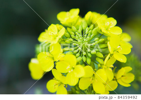 菜の花をクローズアップで写す 84359492
