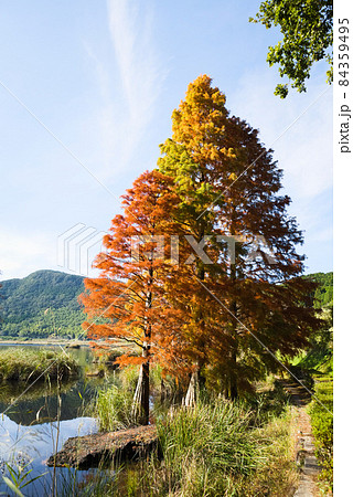 藺牟田池の水中に生えるラクウショウの紅葉 84359495