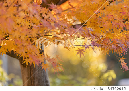 滋賀県の緑地公園にある紅葉の風景、季節、秋、鮮やか【11月】 84360016