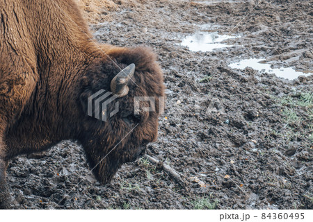 The head of the bison at close range. 84360495
