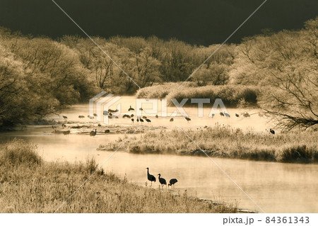 朝陽に輝くタンチョウのねぐら(北海道・鶴居村) 朝陽に輝くタンチョウのねぐら(北海道・鶴居村) 84361343