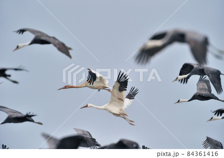 ソデグロヅルの飛翔（鹿児島県・出水市） 84361416