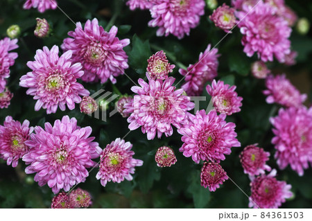 ベルギーマム  薄紅紫色の花 84361503