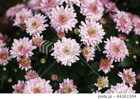 ベルギーマム  薄紅紫色の花 84361504