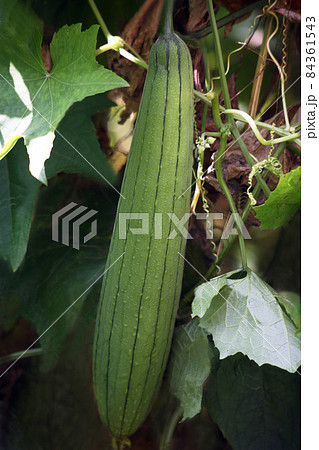 野菜 大きく育ったヘチマの実の写真素材