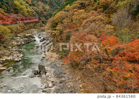 紅葉する保津峡を走る嵯峨野観光鉄道のトロッコ列車 84361560