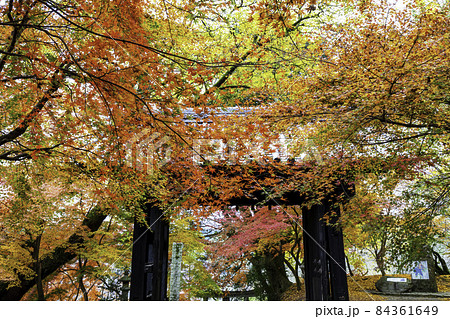紅葉が美しい秋月城跡（福岡県朝倉市） 84361649