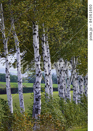 秋のシラカバ林 84361660