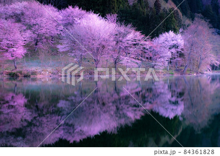 中綱湖の桜(ソフトフォーカス) 中綱湖の桜(ソフトフォーカス) 84361828