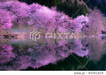 中綱湖の桜（ソフトフォーカス） 84361829