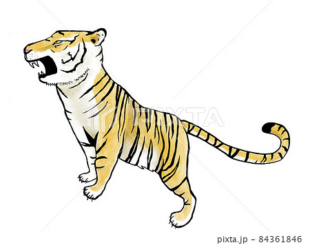 吠える虎のイラスト素材 84361846