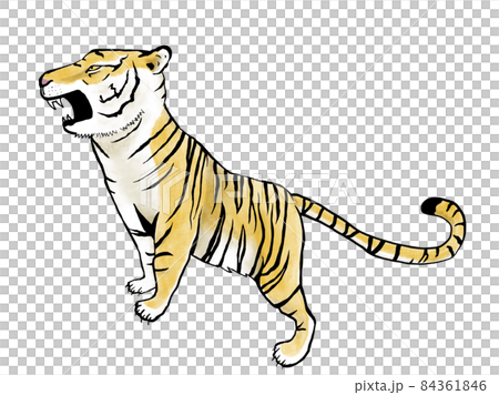 吠える虎のイラスト素材 84361846