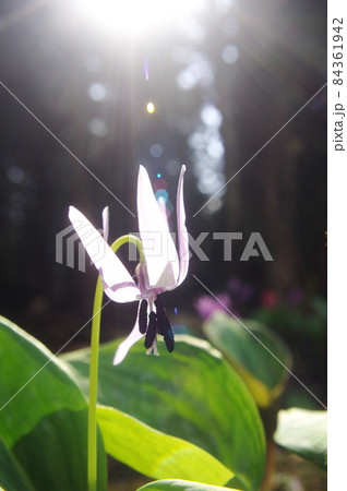 カタクリの花 84361942