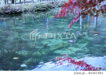 名前のない池（一般にモネの池として知られています） 84361981