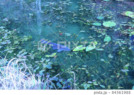 名前のない池（一般にモネの池として知られています） 84361988