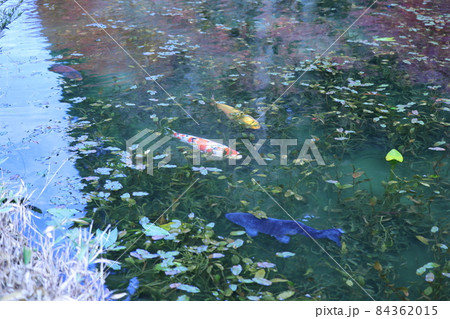 名前のない池（一般にモネの池として知られています） 84362015