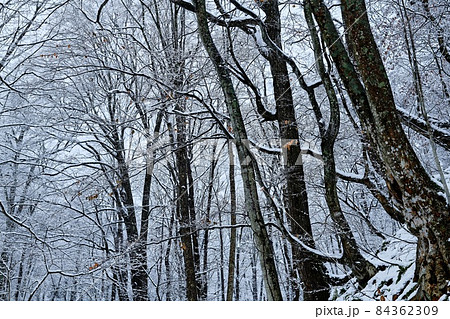 雪渓 発荷峠 雪渓 発荷峠 84362309
