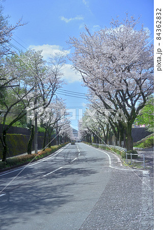 町田市尾根幹線の満開の桜 町田市尾根幹線の満開の桜 84362832
