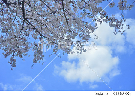 里山満開の桜と雲、青空 里山満開の桜と雲、青空 84362836