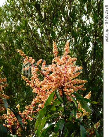 マンゴーの花 マンゴーの花 84362839