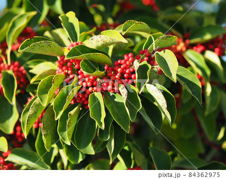 クロガネモチ（縁起物や秋のイメージに） 84362975