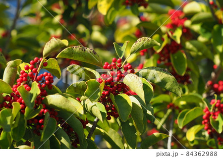 クロガネモチ（縁起物や秋のイメージに） 84362988