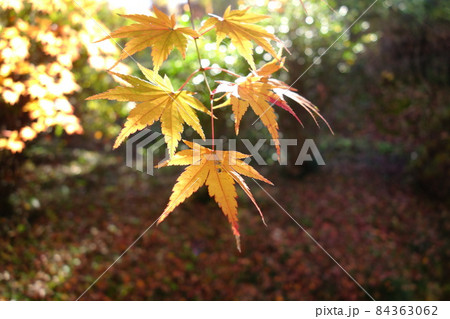少林山達磨寺の紅葉 少林山達磨寺の紅葉 84363062