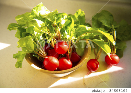 無農薬家庭菜園から採れたてのラディッシュ 84363165