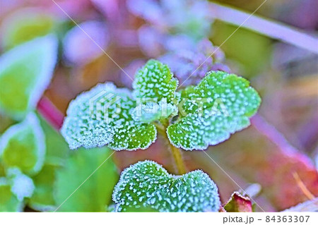 霜がついた植物 霜がついた植物 84363307