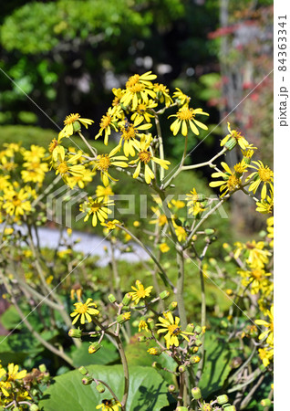 池上散歩：植物　ツワブキ　キク科　大坊本行寺境内　 84363341