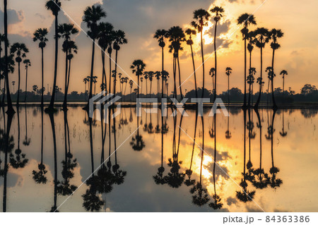 Silhouette palm trees with reflection at sunrise 84363386