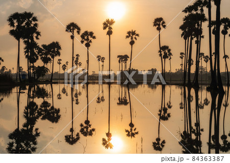 farmer cabin and sugar palm tree at sunrise 84363387