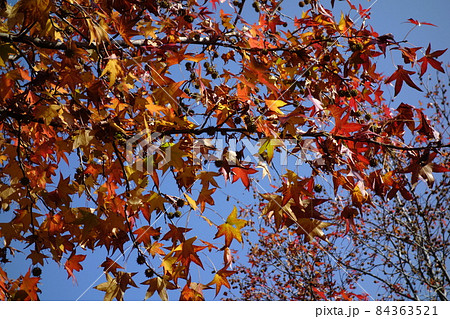 伊勢崎市民のもり公園の11月 伊勢崎市民のもり公園の11月 84363521