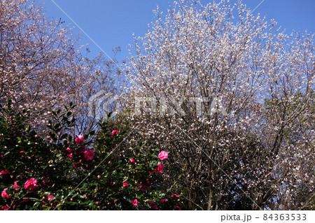 伊勢崎市民のもり公園の11月 84363533