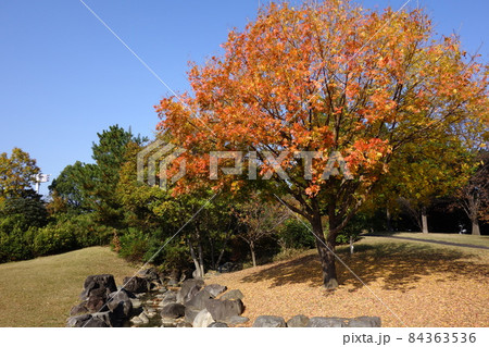 伊勢崎市民のもり公園の11月 伊勢崎市民のもり公園の11月 84363536