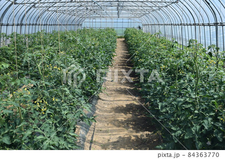 ミニトマトのビニールハウス栽培 ミニトマトのビニールハウス栽培 84363770